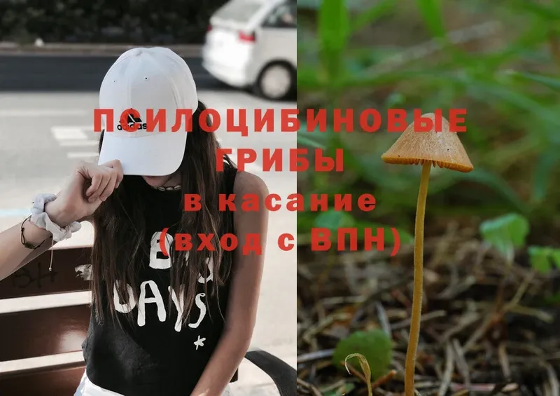 Галлюциногенные грибы Psilocybe  Звенигово 